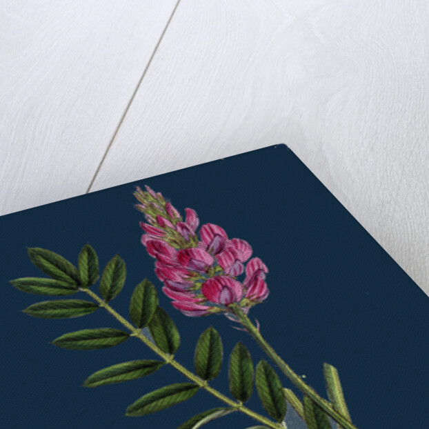 Onobrychis Sativa; Saintfoin by Anonymous