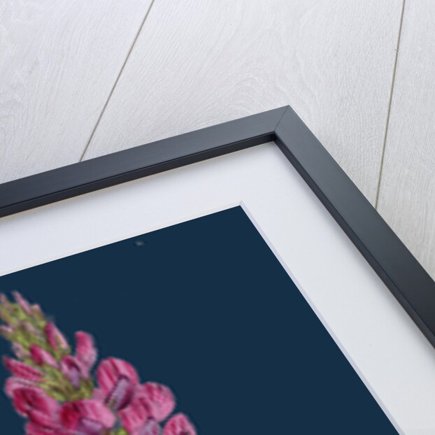 Onobrychis Sativa; Saintfoin by Anonymous