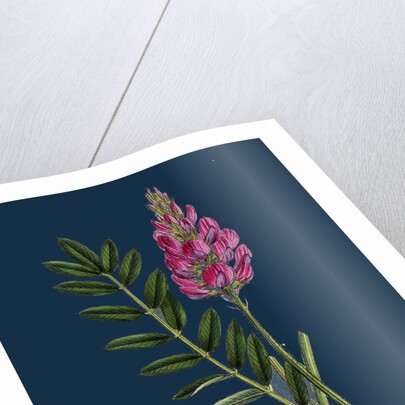 Onobrychis Sativa; Saintfoin by Anonymous