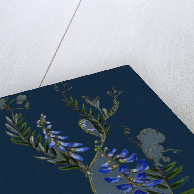 Vicia Cracca; Tufted Vetch by Anonymous