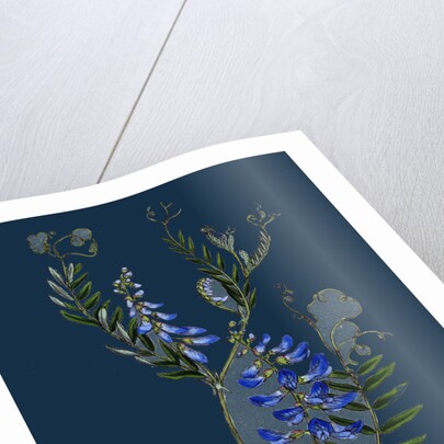 Vicia Cracca; Tufted Vetch by Anonymous