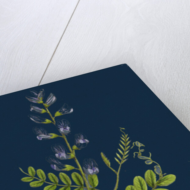 Vicia Sylvatica; Wood Vetch by Anonymous