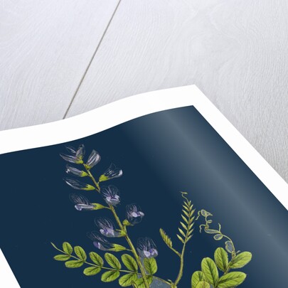 Vicia Sylvatica; Wood Vetch by Anonymous