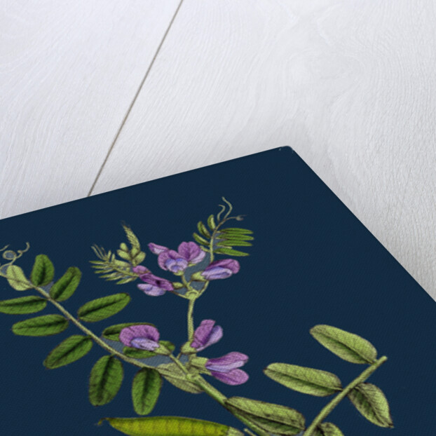 Vicia Sepium; Bush Vetch by Anonymous