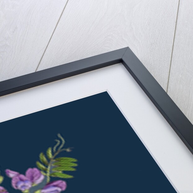 Vicia Sepium; Bush Vetch by Anonymous