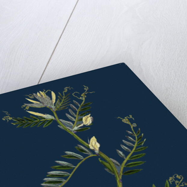 Vicia Eu-Lutea; Bush-Podded Yellow Vetch by Anonymous