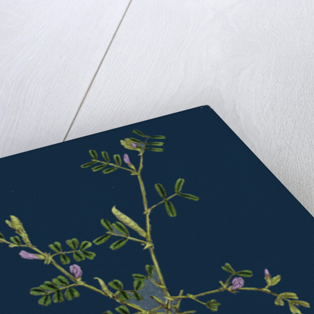 Vicia Lathyroides; Spring Vetch by Anonymous