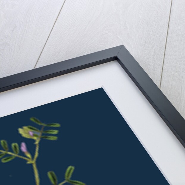 Vicia Lathyroides; Spring Vetch by Anonymous