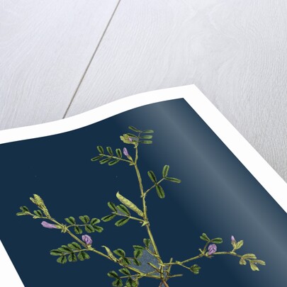 Vicia Lathyroides; Spring Vetch by Anonymous