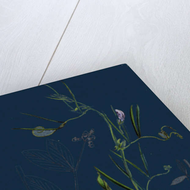 Vicia Bithynica; Bithynian Vetch by Anonymous