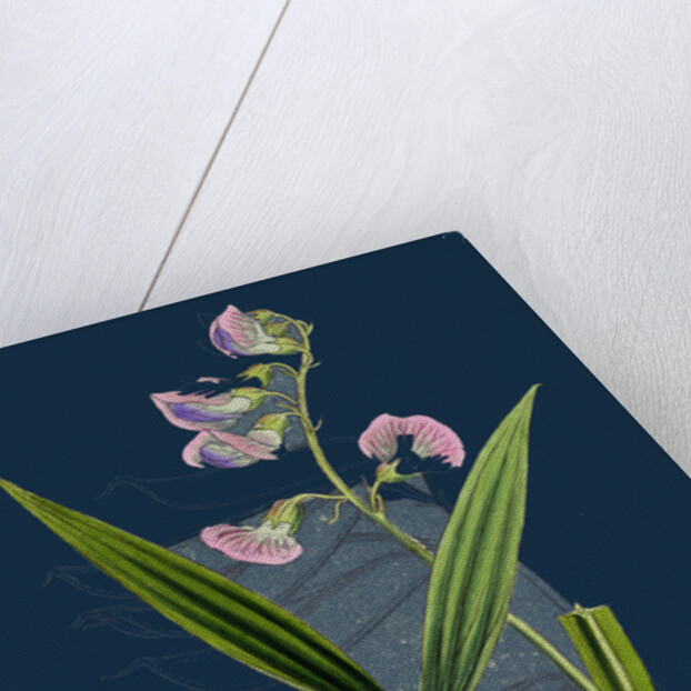 Lathyrus Sylvestris; Narrow-Leaved Everlasting Pea by Anonymous