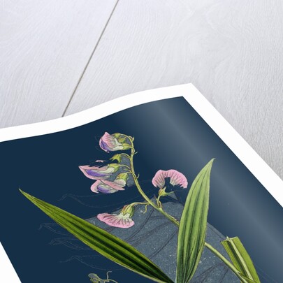 Lathyrus Sylvestris; Narrow-Leaved Everlasting Pea by Anonymous