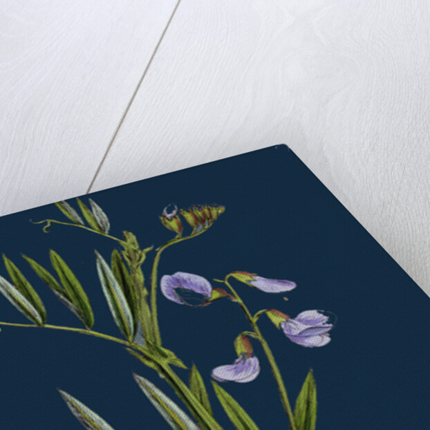 Lathyrus Palustris; Marsh Vetchling by Anonymous