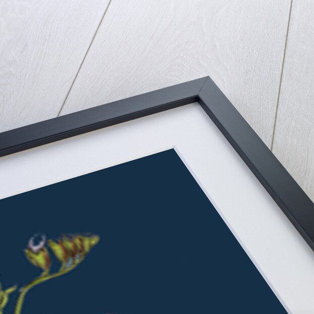 Lathyrus Palustris; Marsh Vetchling by Anonymous