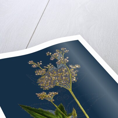 Spiraea Ulmaria; Meadow-Sweet by Anonymous