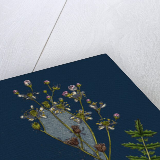 Spiraea Filipendula; Dropwort by Anonymous