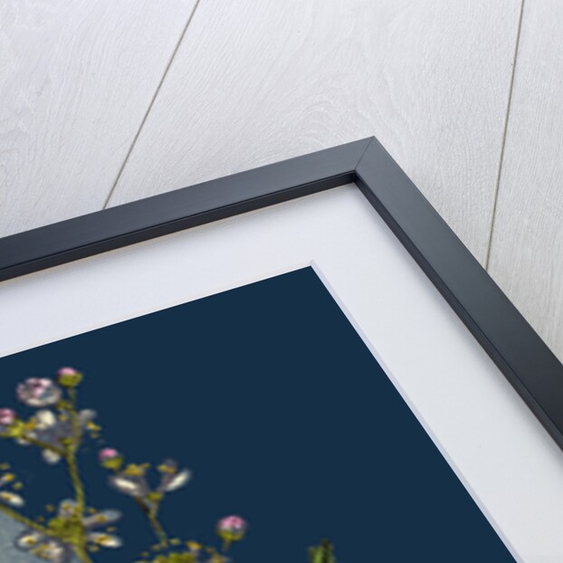 Spiraea Filipendula; Dropwort by Anonymous