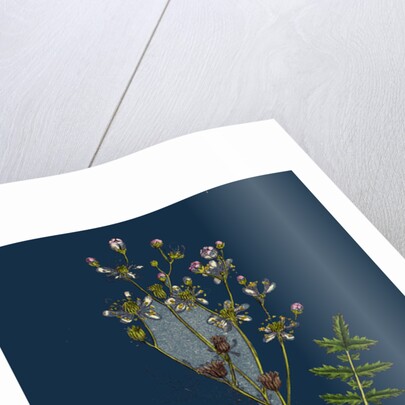 Spiraea Filipendula; Dropwort by Anonymous