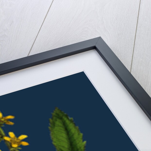 Agrimonia Eupatoria; Common Agrimony by Anonymous