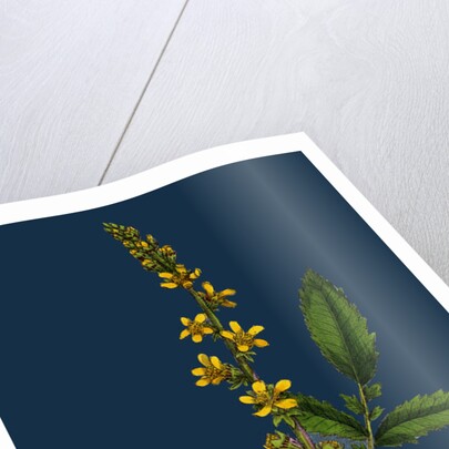 Agrimonia Eupatoria; Common Agrimony by Anonymous