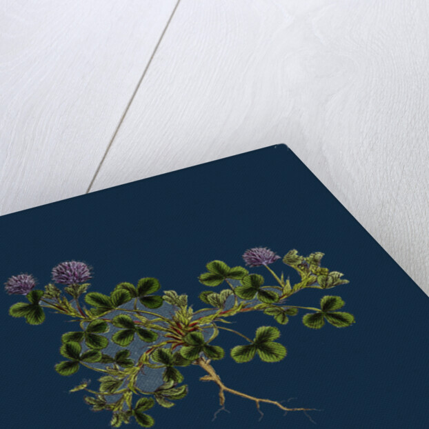 Trifolium Resupinatum; Reversed-Flowered Trefoil by Anonymous