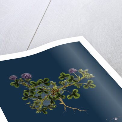 Trifolium Resupinatum; Reversed-Flowered Trefoil by Anonymous