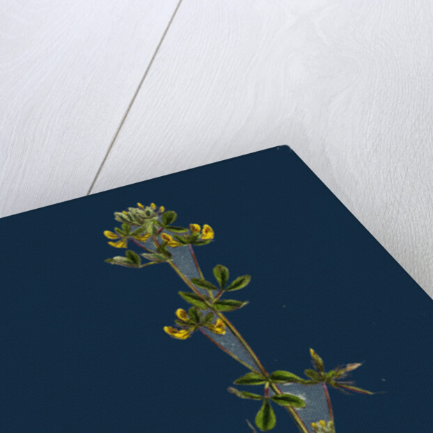 Lotus Hispidus; Short-Podded Small Bird's-Foot Trefoil by Anonymous