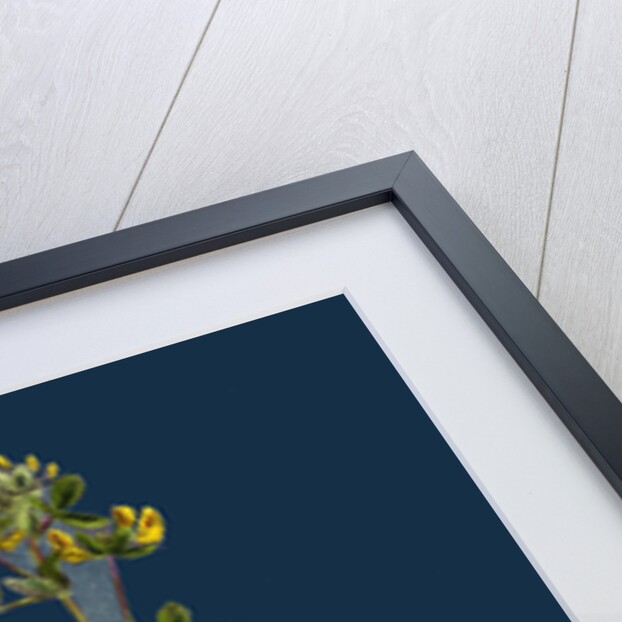 Lotus Hispidus; Short-Podded Small Bird's-Foot Trefoil by Anonymous