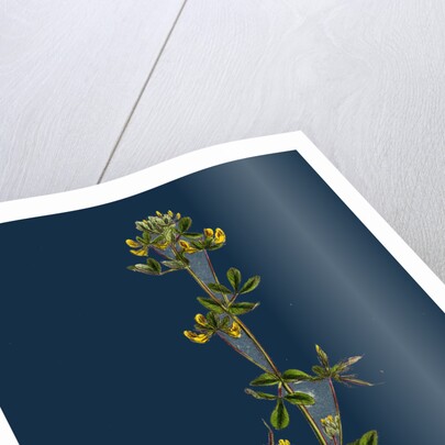 Lotus Hispidus; Short-Podded Small Bird's-Foot Trefoil by Anonymous