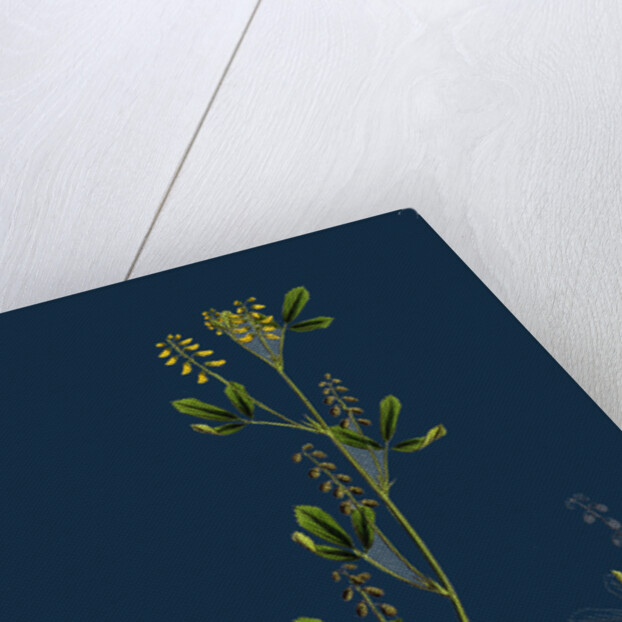 Melilotus Parviflora; Small-Flowered Melilot by Anonymous