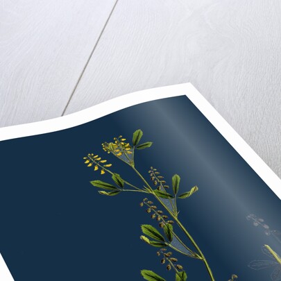 Melilotus Parviflora; Small-Flowered Melilot by Anonymous