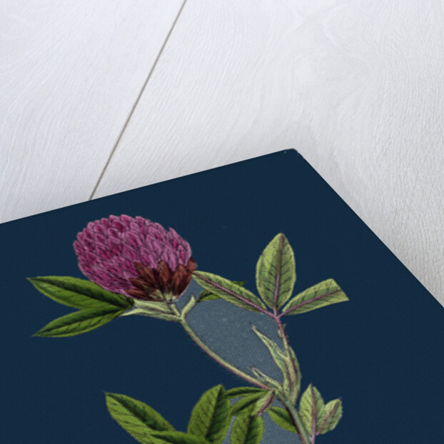 Trifolium Medium; Zigzag Trefoil by Anonymous