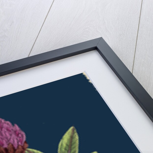 Trifolium Medium; Zigzag Trefoil by Anonymous