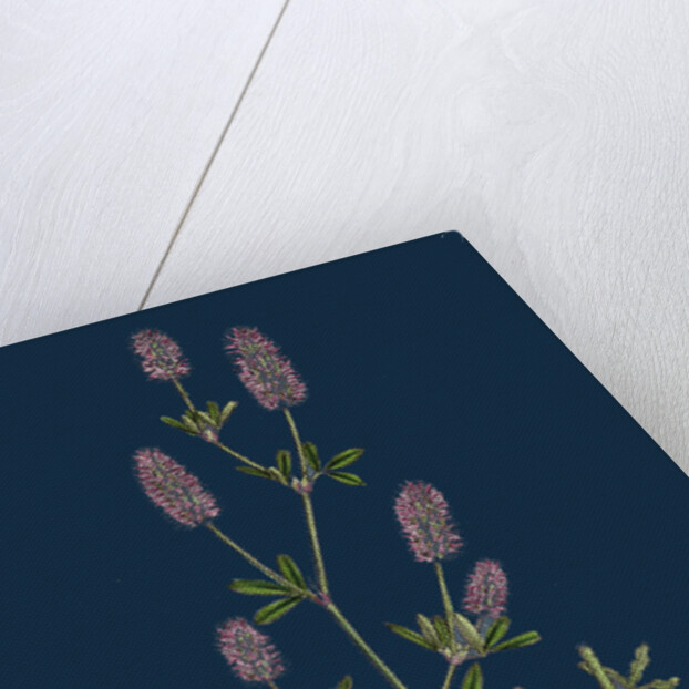 Trifolium Arvense; Hare's-Foot Trefoil by Anonymous