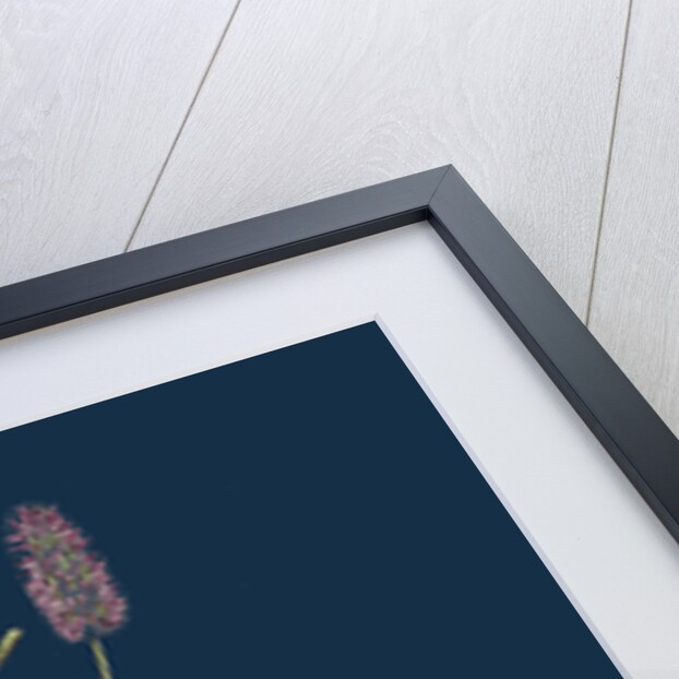 Trifolium Arvense; Hare's-Foot Trefoil by Anonymous