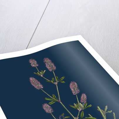 Trifolium Arvense; Hare's-Foot Trefoil by Anonymous