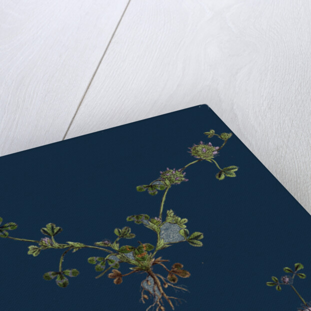 Trifolium Glomeratum; Smooth Round-Headed Trefoil by Anonymous