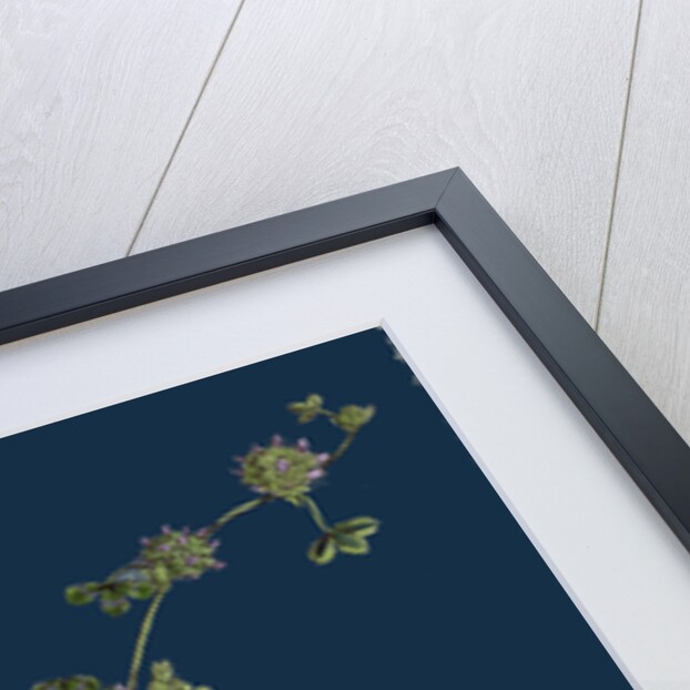 Trifolium Glomeratum; Smooth Round-Headed Trefoil by Anonymous