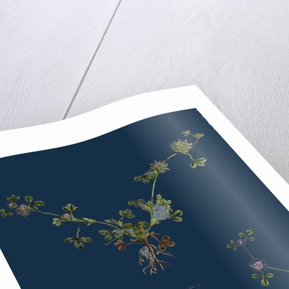 Trifolium Glomeratum; Smooth Round-Headed Trefoil by Anonymous