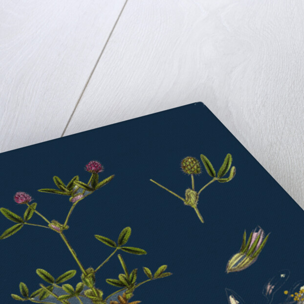 Trifolium Strictum; Upright Round-Headed Trefoil by Anonymous