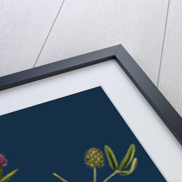 Trifolium Strictum; Upright Round-Headed Trefoil by Anonymous