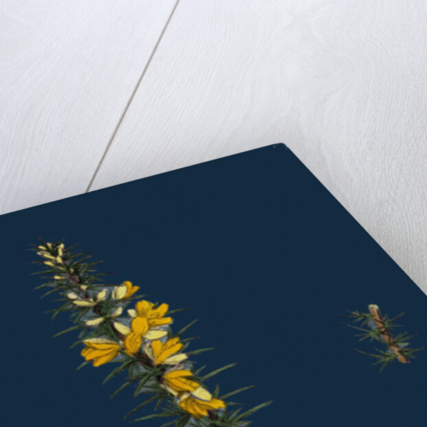 Ulex Eu-Nanus; Dwarf Furze by Anonymous