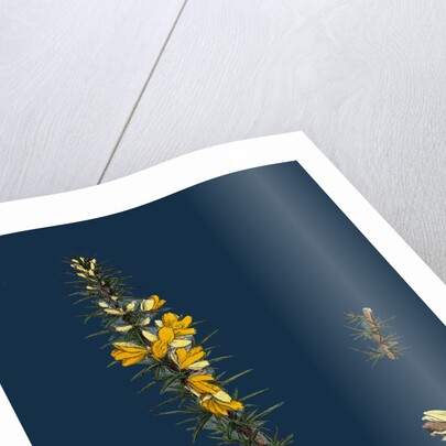 Ulex Eu-Nanus; Dwarf Furze by Anonymous