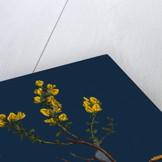 Genista Pilosa; Hairy Green-Weed by Anonymous