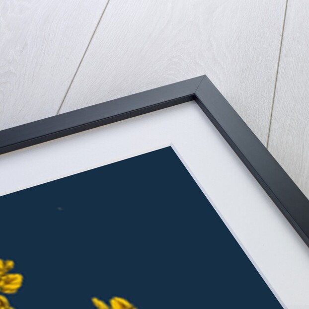 Genista Pilosa; Hairy Green-Weed by Anonymous