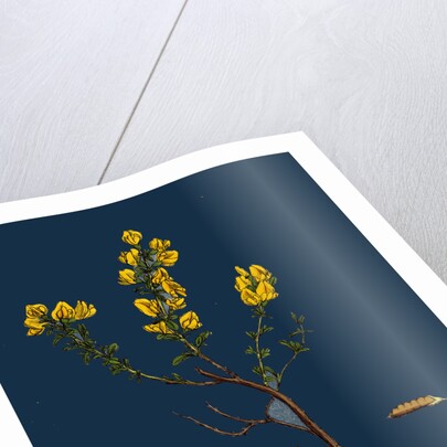 Genista Pilosa; Hairy Green-Weed by Anonymous