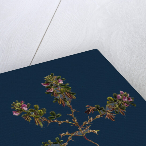 Ononis Reclinata; Small Spreading Rest-Harrow by Anonymous