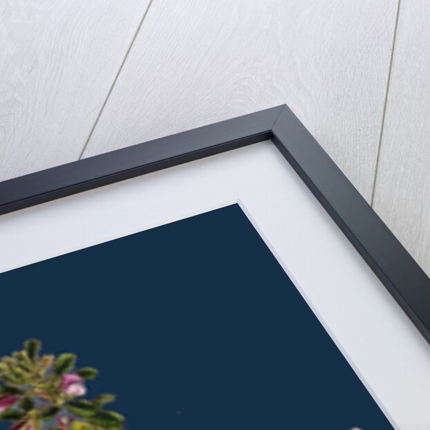 Ononis Reclinata; Small Spreading Rest-Harrow by Anonymous