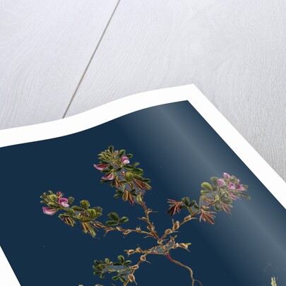 Ononis Reclinata; Small Spreading Rest-Harrow by Anonymous