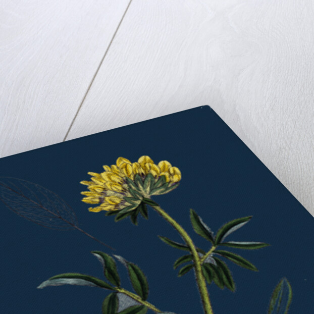 Anthyllis Vulneraria; Common Kidney Vetch by Anonymous